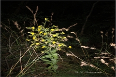 Crotalaria candicans